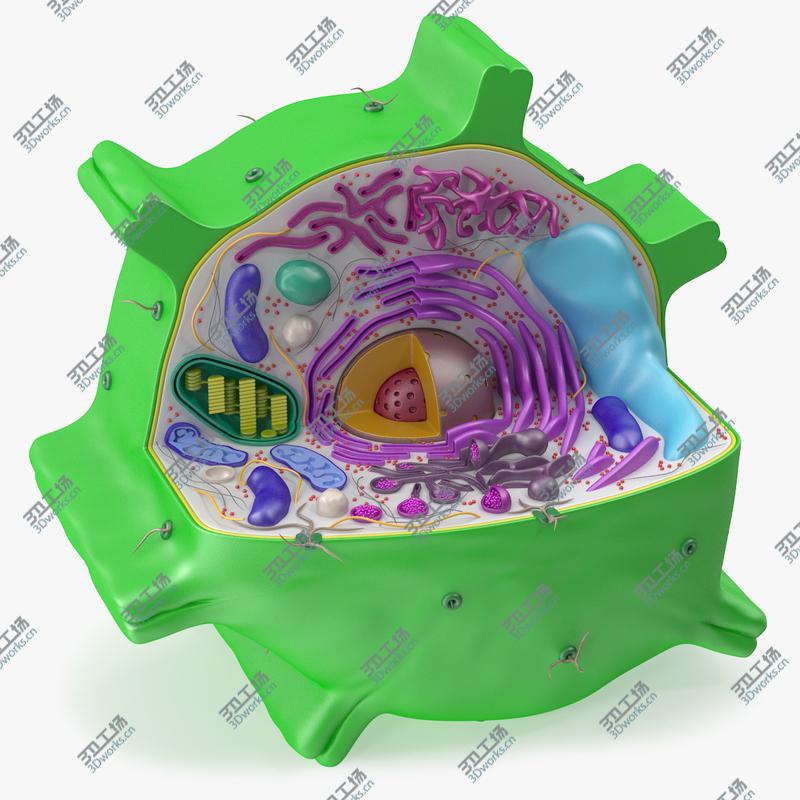 images/goods_img/202105071/Plant Cell/1.jpg
